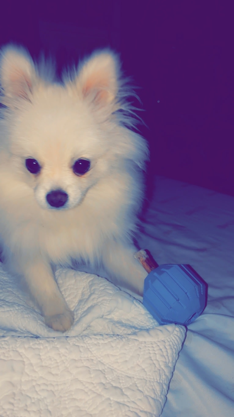 moonie, a Pomeranian tested with EmbarkVet.com