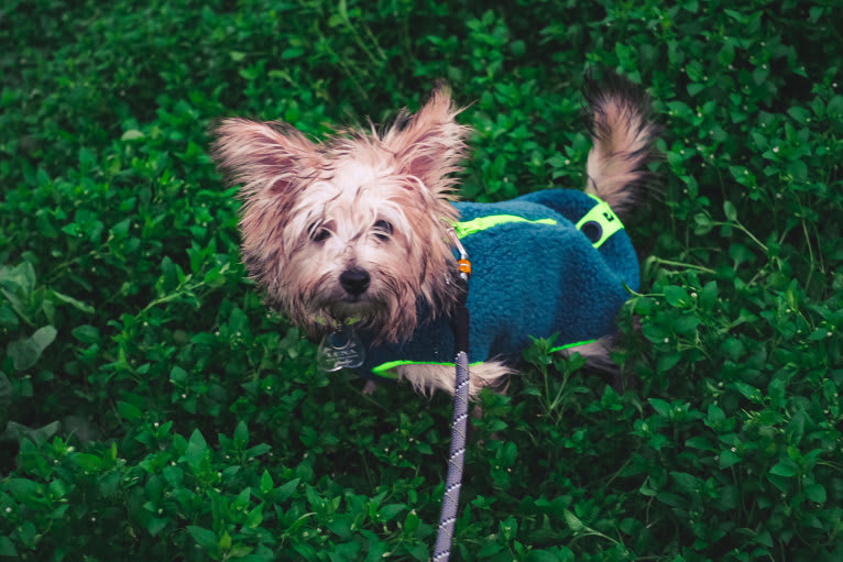 Luna, a Cairn Terrier and Poodle (Small) mix tested with EmbarkVet.com