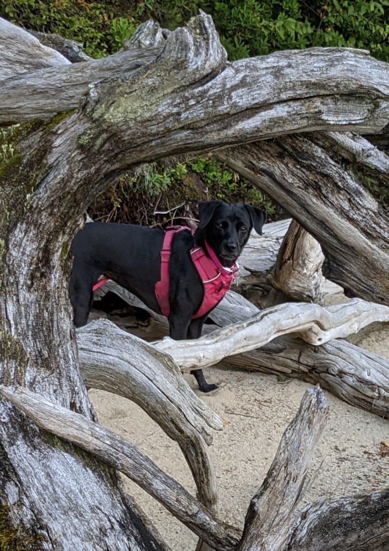 Blue Fur, a Southeast Asian Village Dog and Pug mix tested with EmbarkVet.com