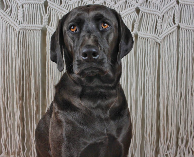 Hazel, a Labrador Retriever and Redbone Coonhound mix tested with EmbarkVet.com