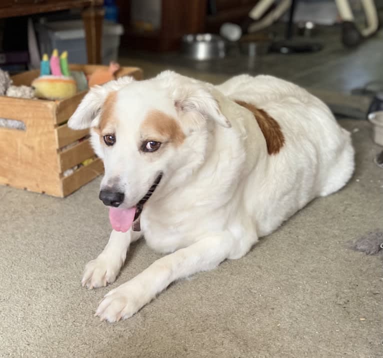 Oscar, a West Asian Village Dog tested with EmbarkVet.com