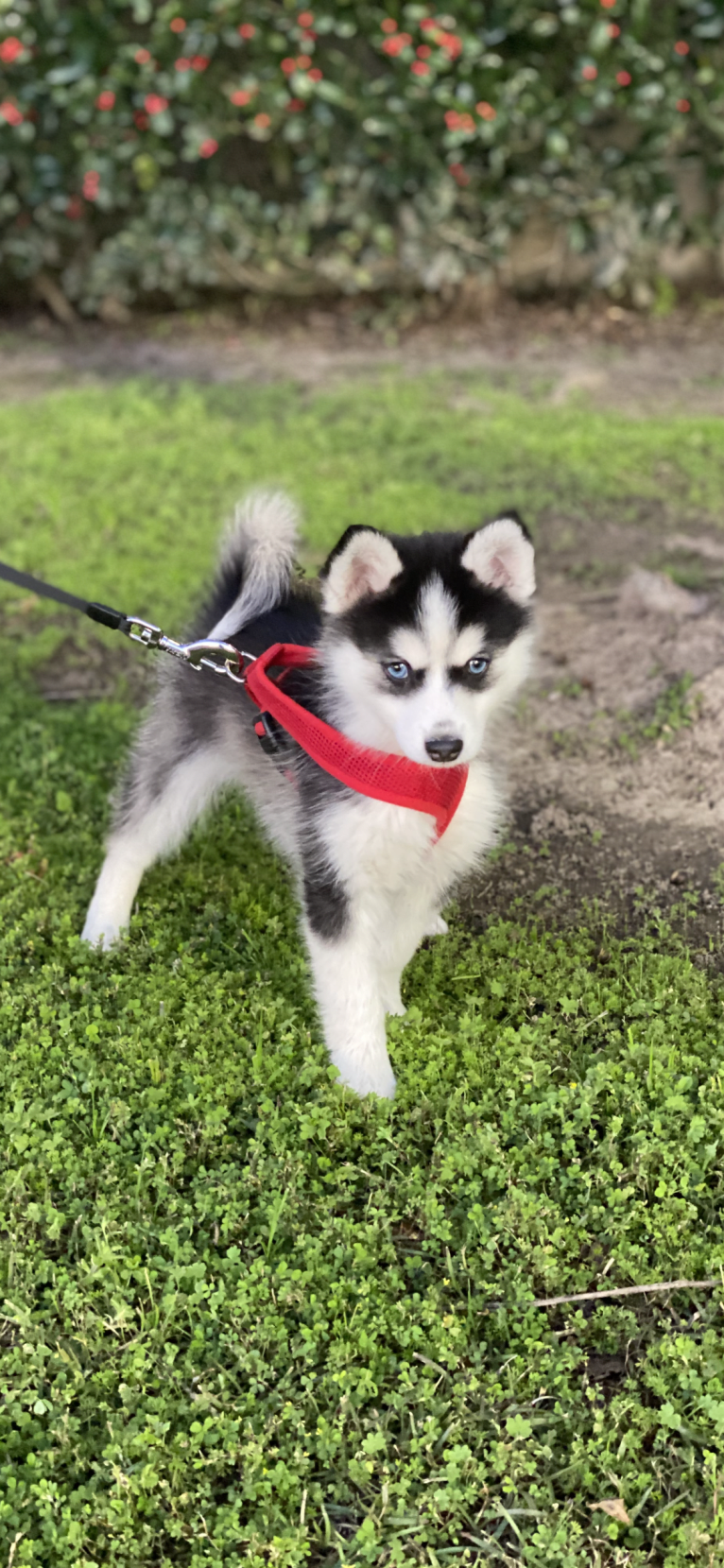 Ahkeno-F3, a Pomsky tested with EmbarkVet.com