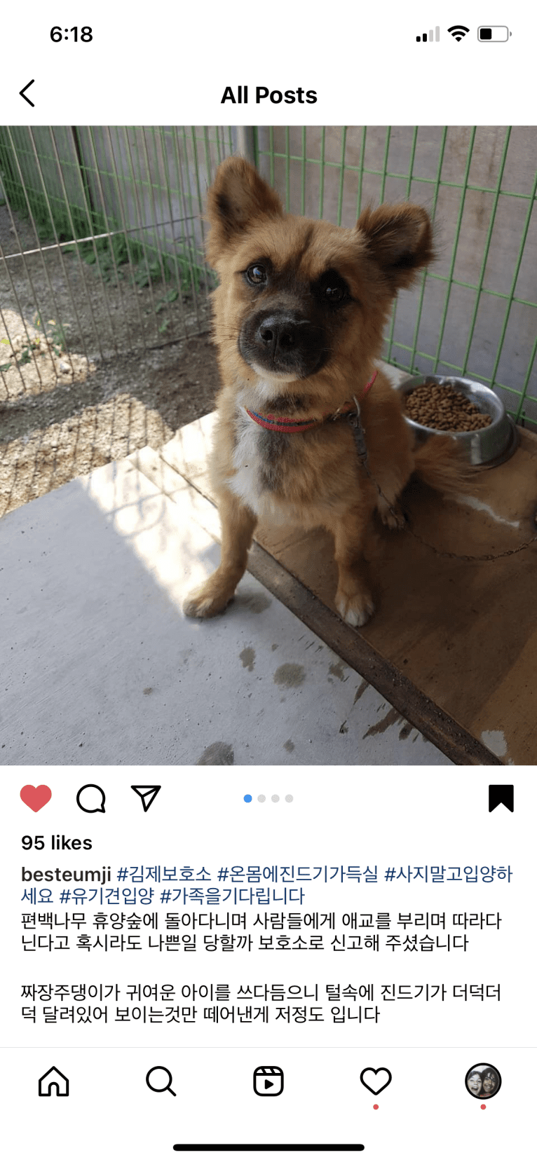Habibi, a Japanese or Korean Village Dog and Miniature Pinscher mix tested with EmbarkVet.com