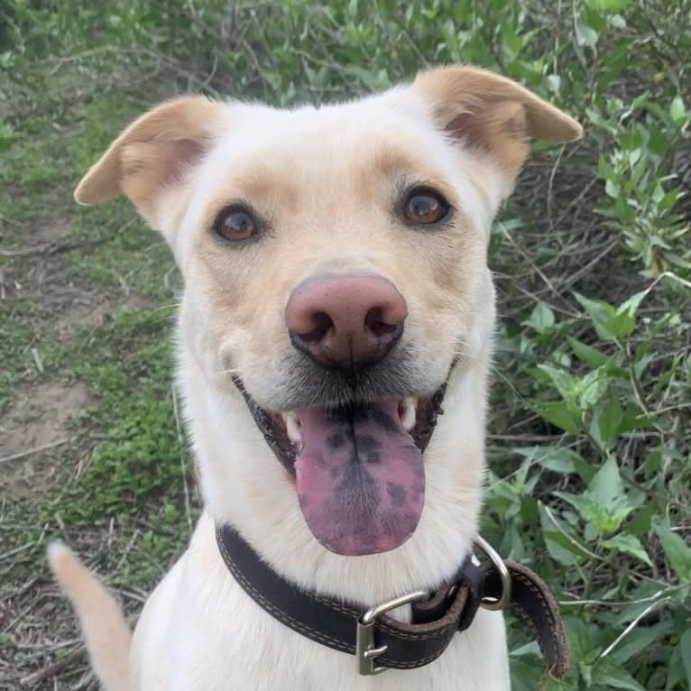 pancake 🥞, a Siberian Husky and Labrador Retriever mix tested with EmbarkVet.com