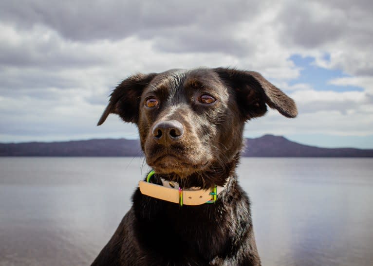 Cinder, a Newfoundland and Labrador Retriever mix tested with EmbarkVet.com