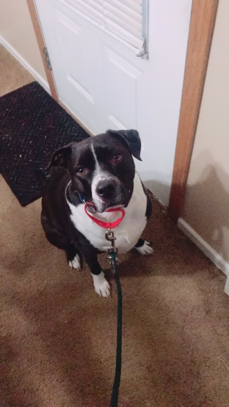 Roger, an American Bully and Rat Terrier mix tested with EmbarkVet.com