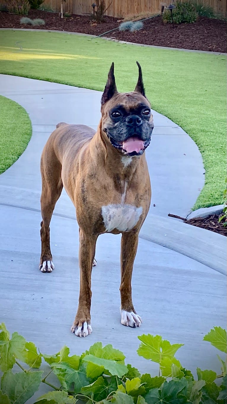 Whiskey - Baldwin's Love Note, a Boxer tested with EmbarkVet.com