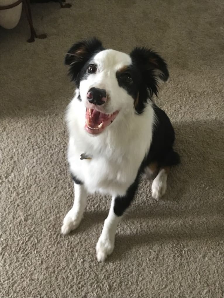 Rocket, an Australian Shepherd and Bernese Mountain Dog mix tested with EmbarkVet.com