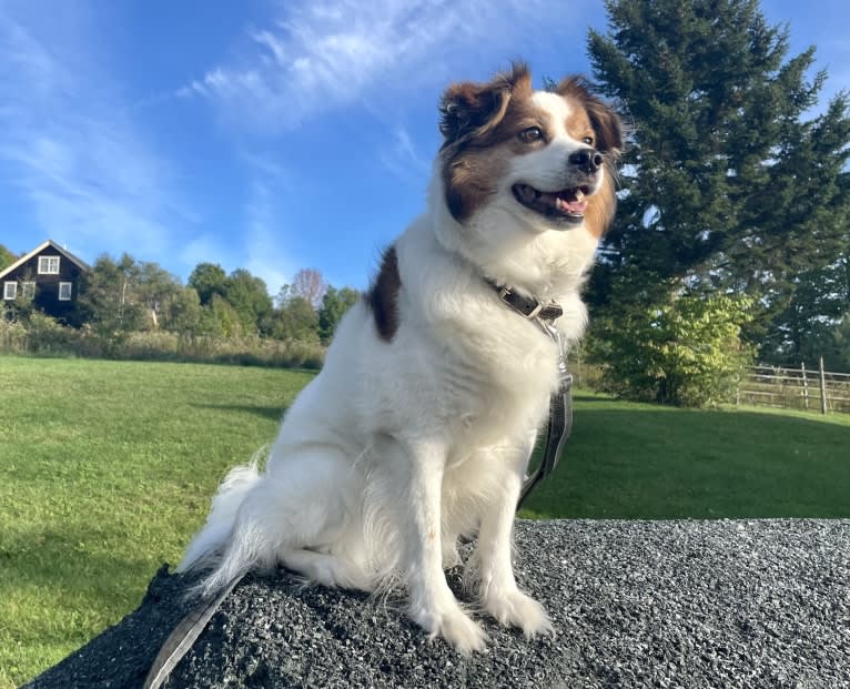 Cooper, an Australian Cattle Dog and Shih Tzu mix tested with EmbarkVet.com