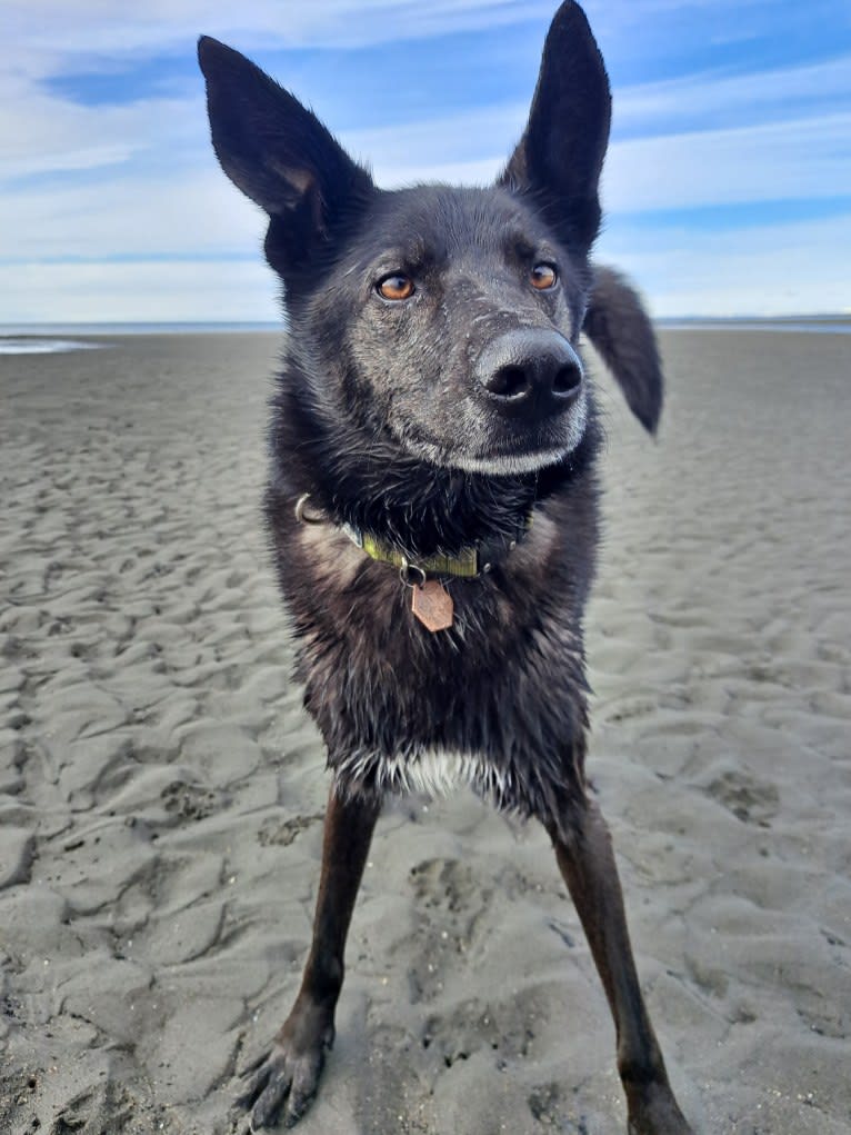 Floki, an Alaskan-type Husky tested with EmbarkVet.com