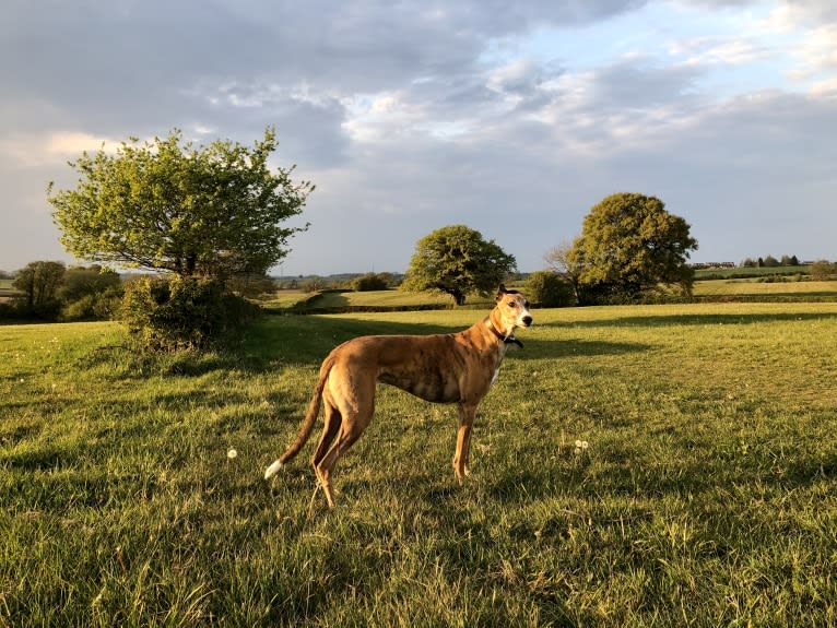 Barton, a Greyhound tested with EmbarkVet.com