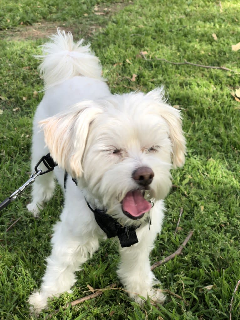 juniper, a Poodle (Small) and Chihuahua mix tested with EmbarkVet.com