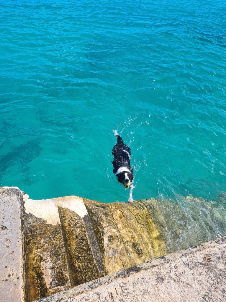 Gypsy, a Border Collie tested with EmbarkVet.com