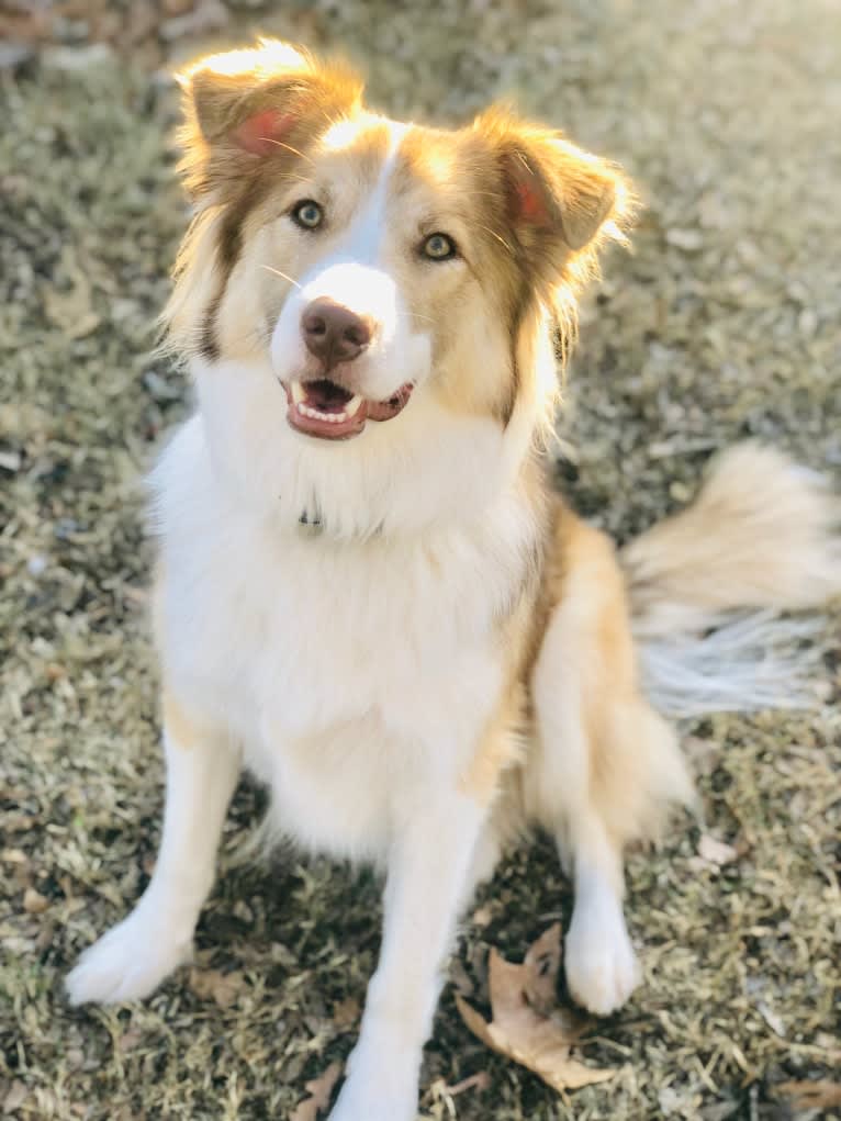 Dakota, an Australian Shepherd and American Pit Bull Terrier mix tested with EmbarkVet.com