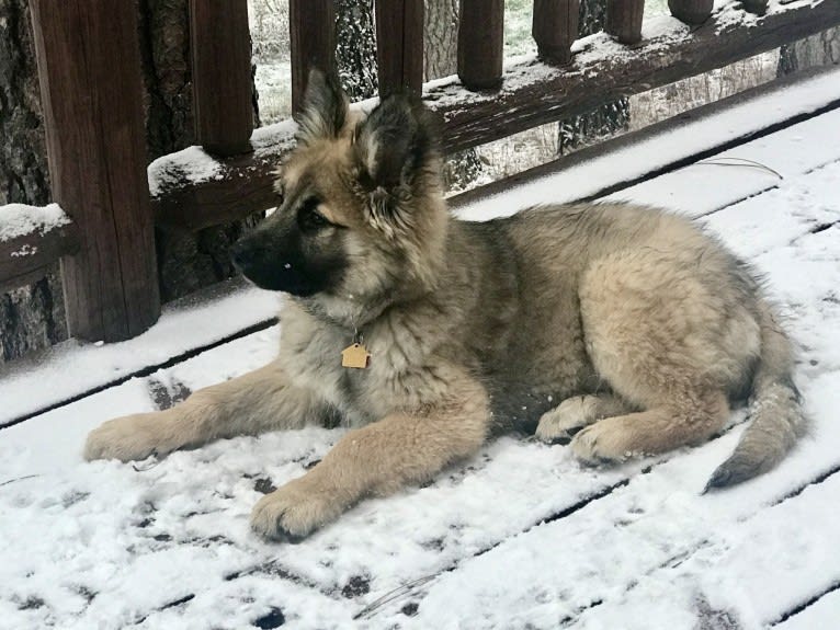 Jordy, a German Shepherd Dog and Alaskan Malamute mix tested with EmbarkVet.com