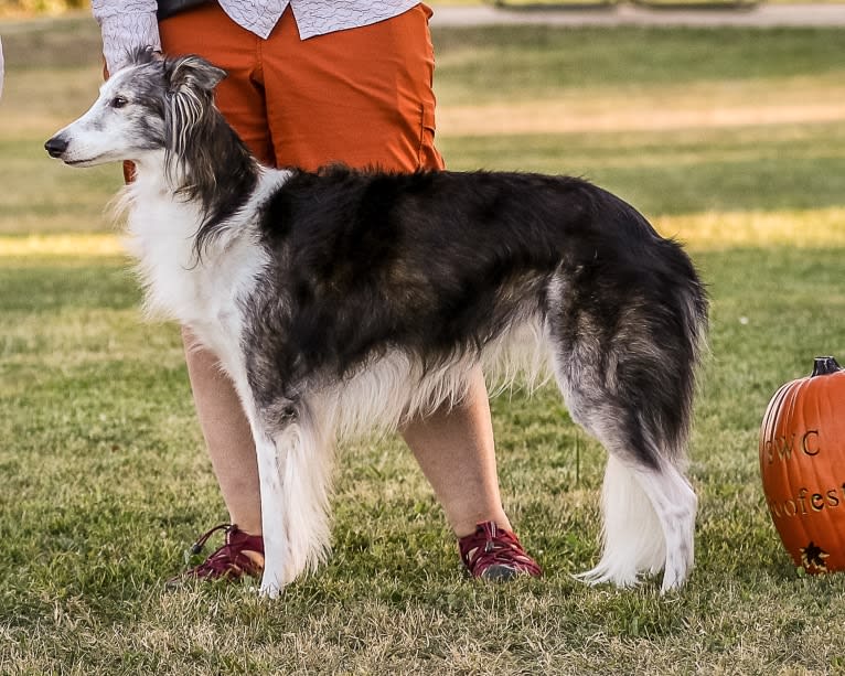 D'Artagnan, a Silken Windhound tested with EmbarkVet.com