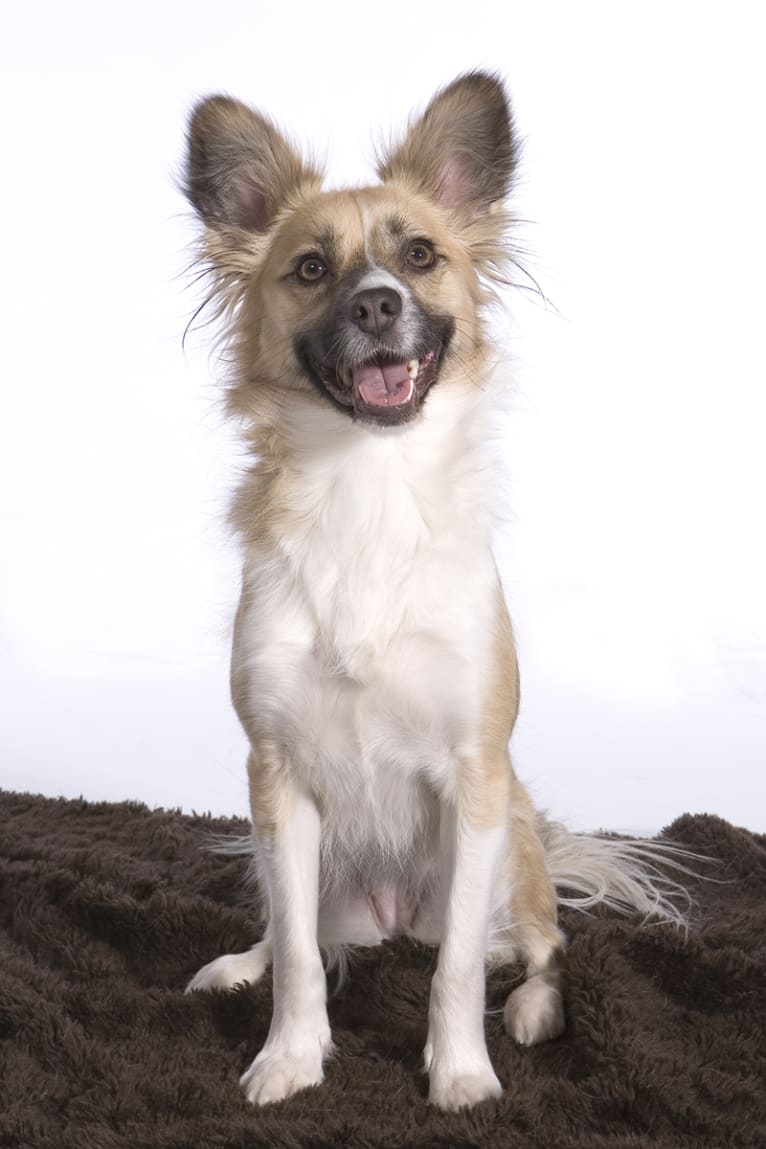 Siren, an American Eskimo Dog and American Pit Bull Terrier mix tested with EmbarkVet.com