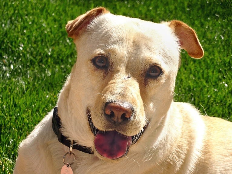 Doc, a Chihuahua and American Pit Bull Terrier mix tested with EmbarkVet.com