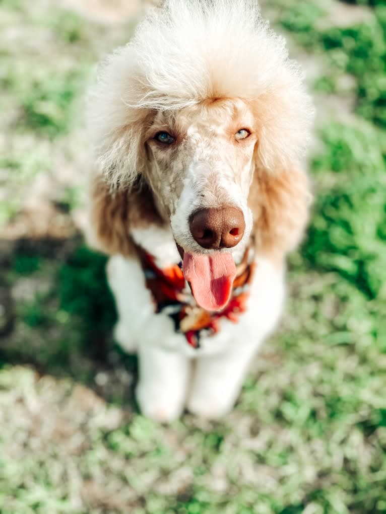 Togan, a Poodle (Standard) tested with EmbarkVet.com