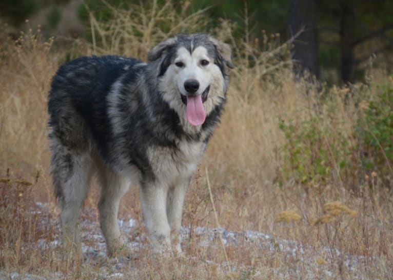 Harpo, an Alaskan Malamute and German Shepherd Dog mix tested with EmbarkVet.com