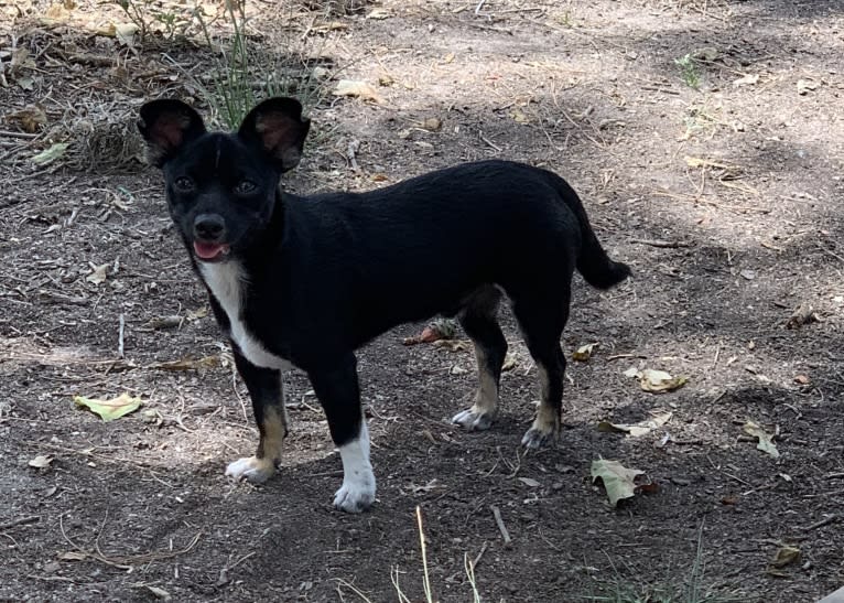 Digby, a Chihuahua and Russell-type Terrier mix tested with EmbarkVet.com