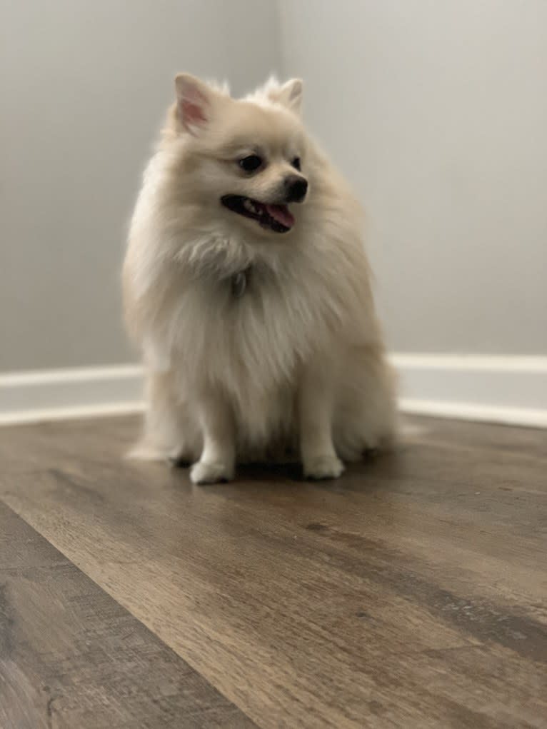 Koda, a Pomeranian tested with EmbarkVet.com