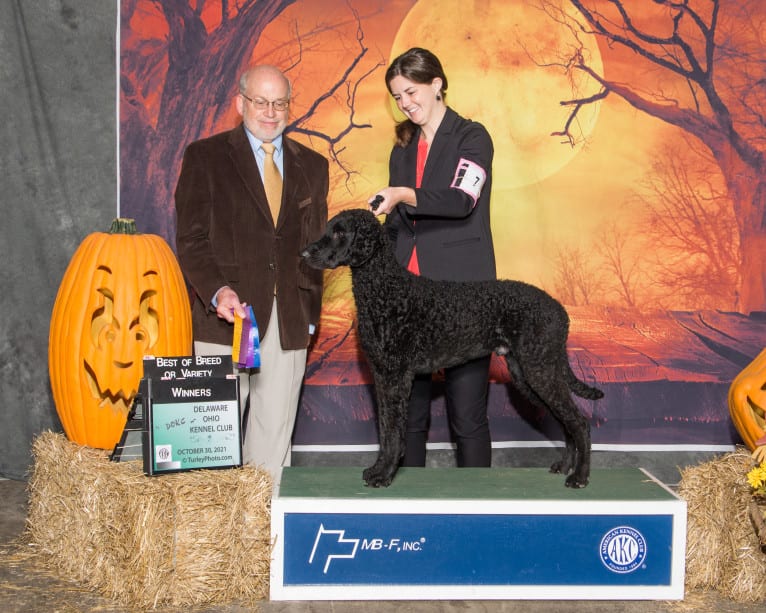 Ash, a Curly-Coated Retriever tested with EmbarkVet.com