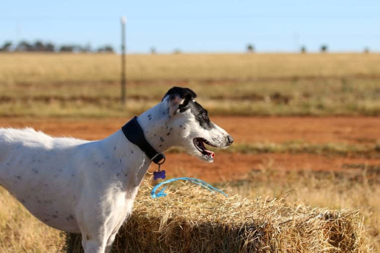 Keeley, a Whippet and Greyhound mix tested with EmbarkVet.com