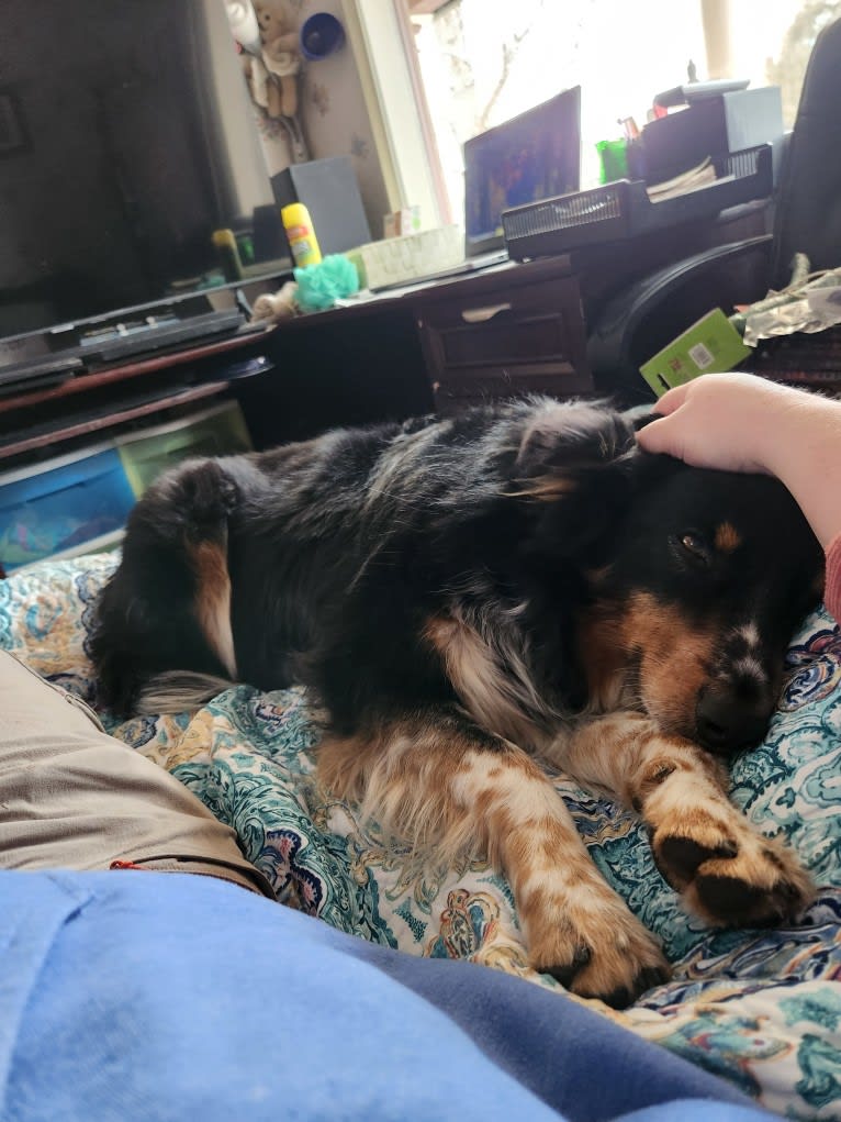 Lancer, an Australian Shepherd and Australian Cattle Dog mix tested with EmbarkVet.com