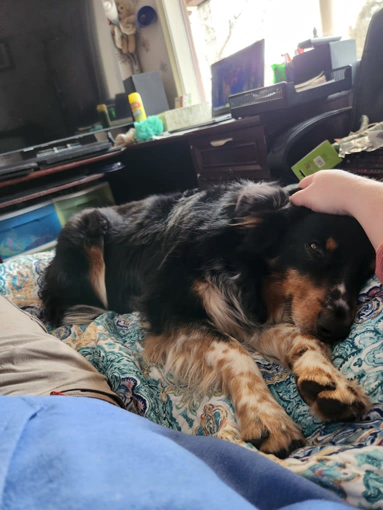 Lancer, an Australian Shepherd and Australian Cattle Dog mix tested with EmbarkVet.com