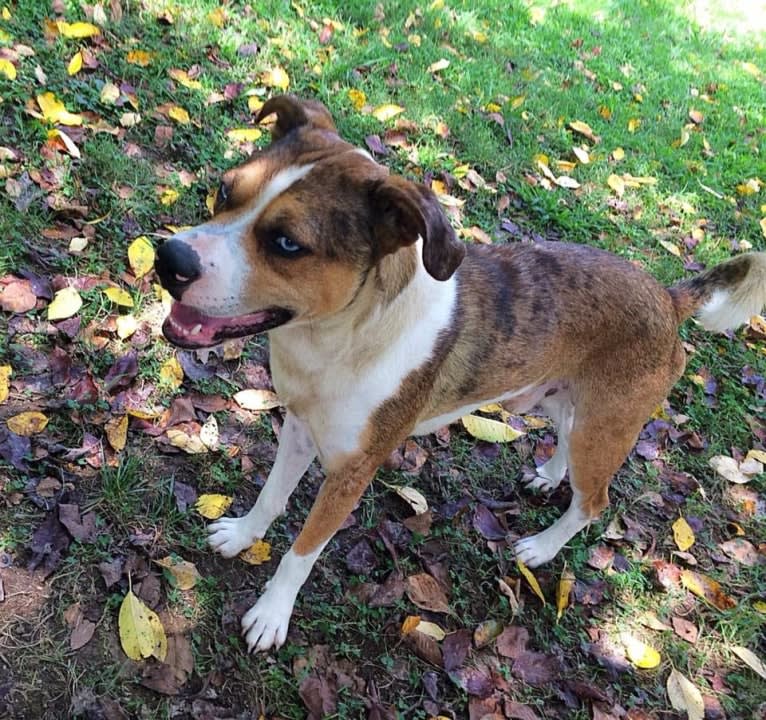 Thor, a Boston Terrier and Siberian Husky mix tested with EmbarkVet.com