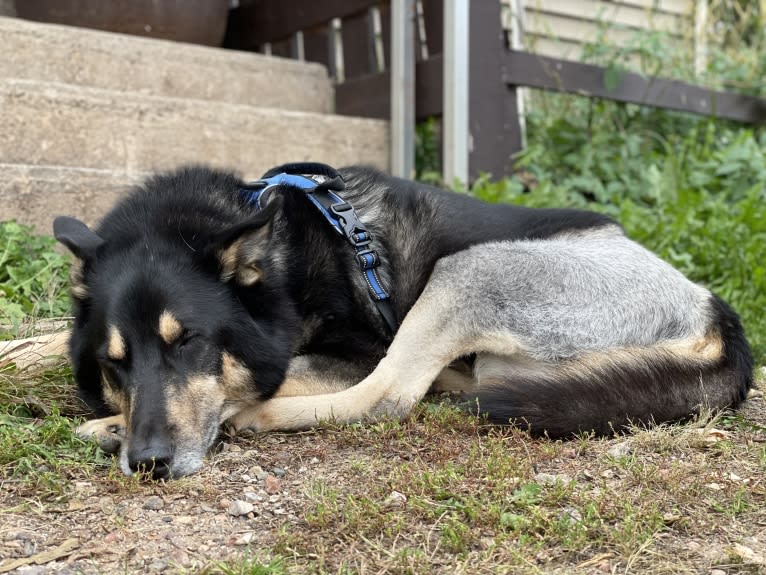 Diesel, a Siberian Husky and Australian Shepherd mix tested with EmbarkVet.com