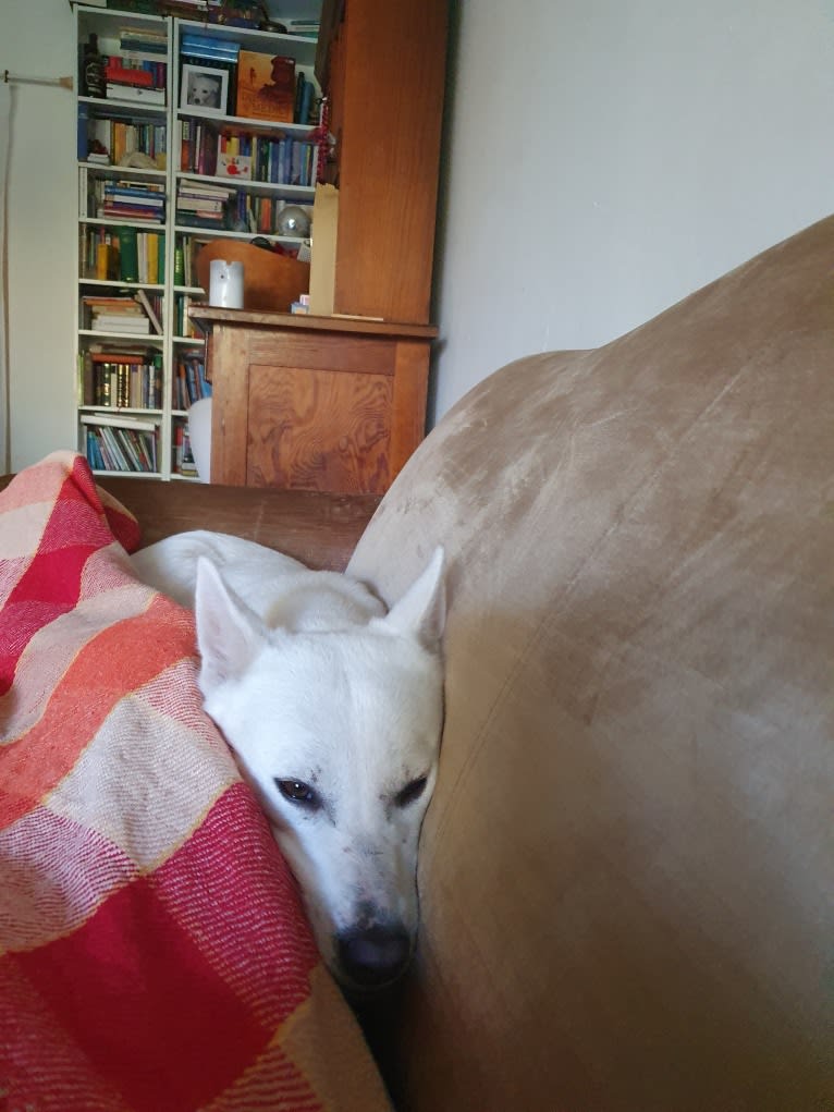 Suri, a Canaan Dog tested with EmbarkVet.com