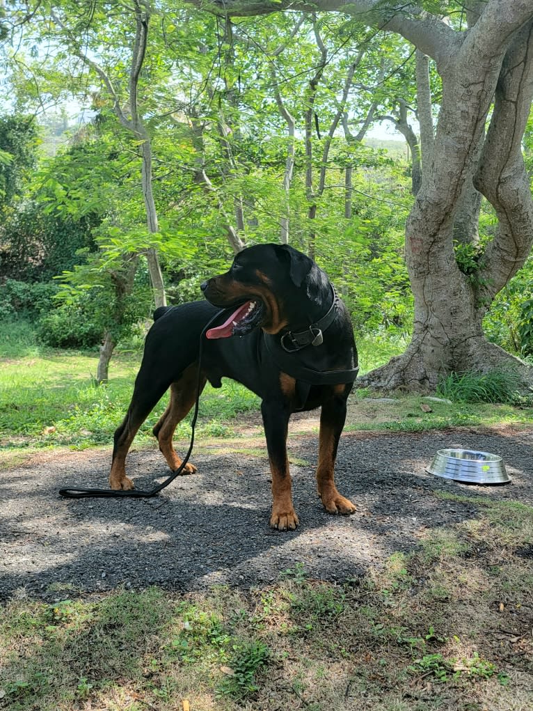 Sky, a Rottweiler tested with EmbarkVet.com