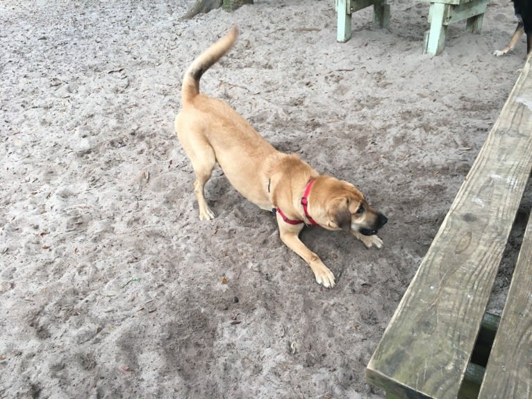 Ella, an Anatolian Shepherd Dog and Bloodhound mix tested with EmbarkVet.com