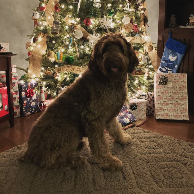 Finn, a Poodle (Standard) and Australian Shepherd mix tested with EmbarkVet.com