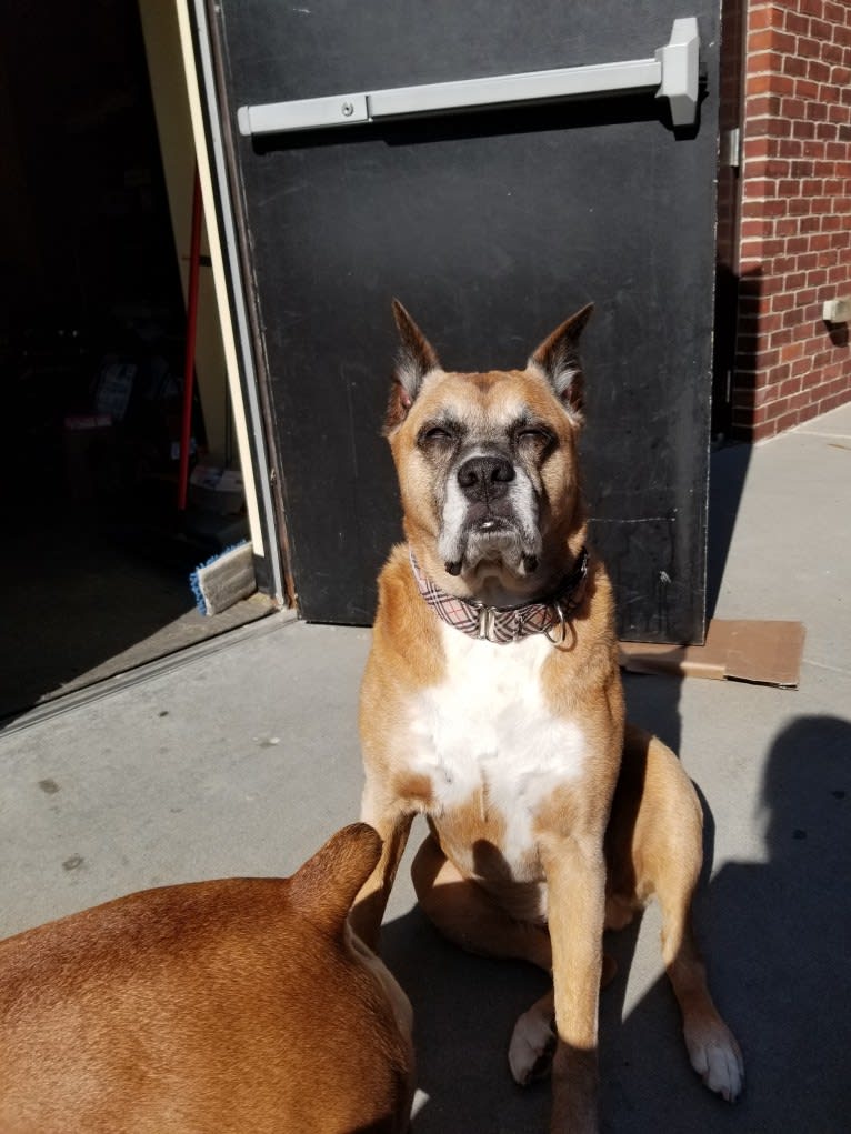 Vadar, a Boxer and Australian Shepherd mix tested with EmbarkVet.com