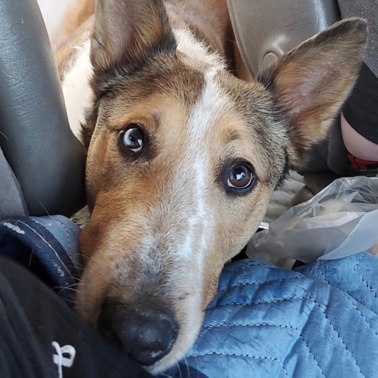 Zeke, an Australian Cattle Dog and Collie mix tested with EmbarkVet.com