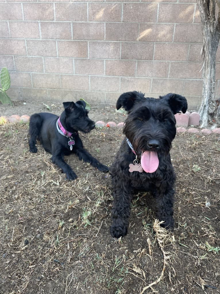 Taleeta, a Miniature Schnauzer and Weimaraner mix tested with EmbarkVet.com