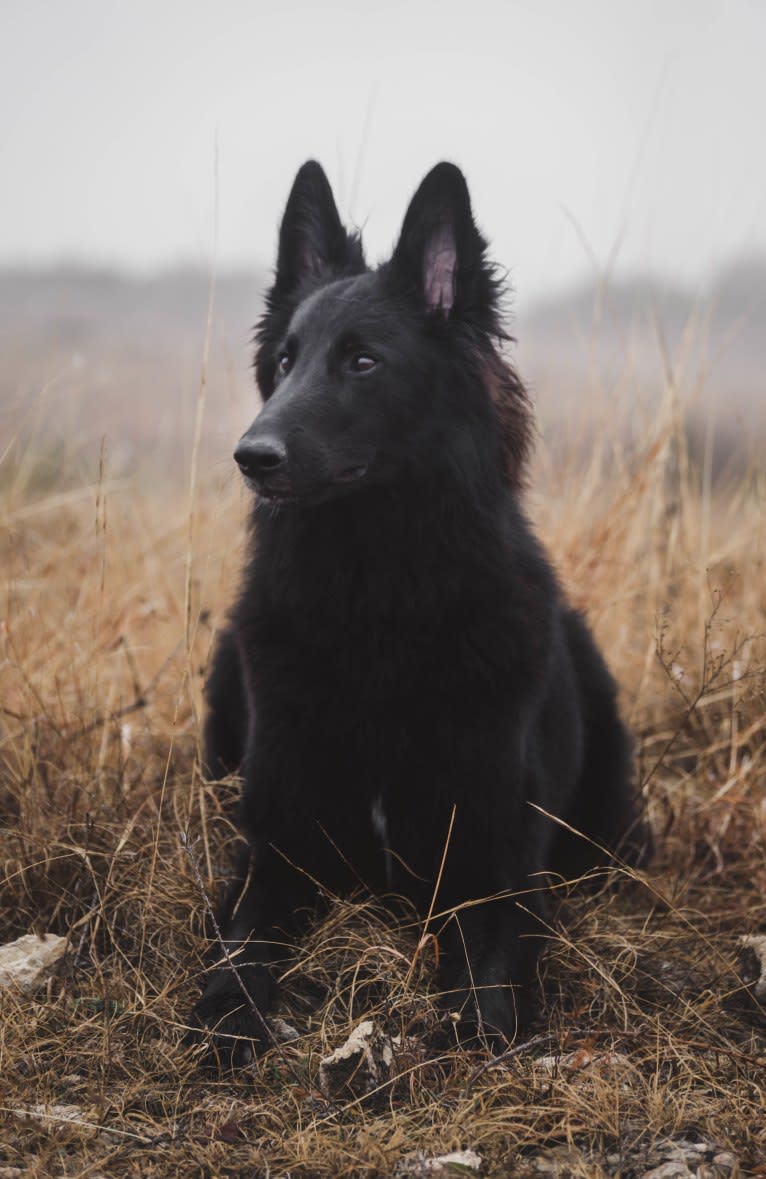 Spitfire's Quizzical Quest "Finch", a Belgian Shepherd tested with EmbarkVet.com