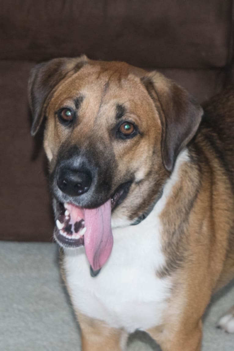 Dexter, a Labrador Retriever and German Shepherd Dog mix tested with EmbarkVet.com
