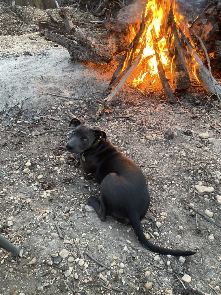 Olive, an American Pit Bull Terrier and Rottweiler mix tested with EmbarkVet.com