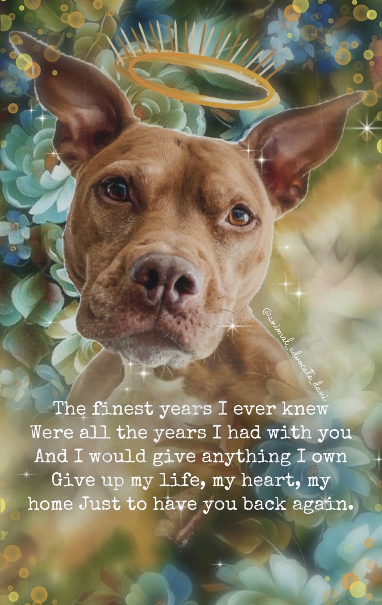 Blueberry, an American Pit Bull Terrier and American Staffordshire Terrier mix tested with EmbarkVet.com