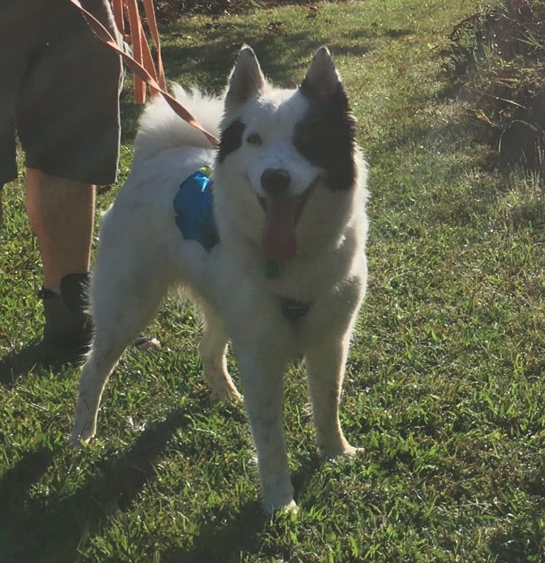 Isla, a Yakutian Laika tested with EmbarkVet.com