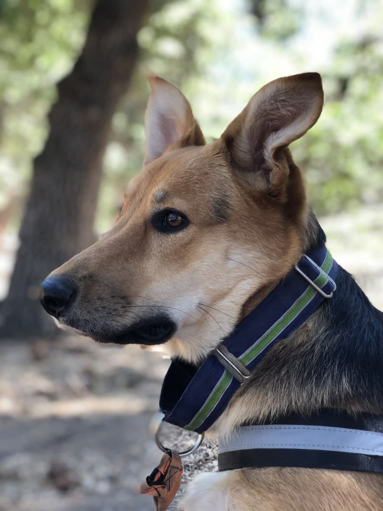 Shainee, a German Shepherd Dog and Australian Cattle Dog mix tested with EmbarkVet.com