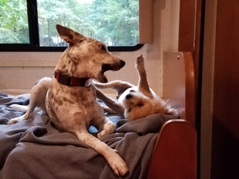 Bella, an Australian Cattle Dog and Catahoula Leopard Dog mix tested with EmbarkVet.com