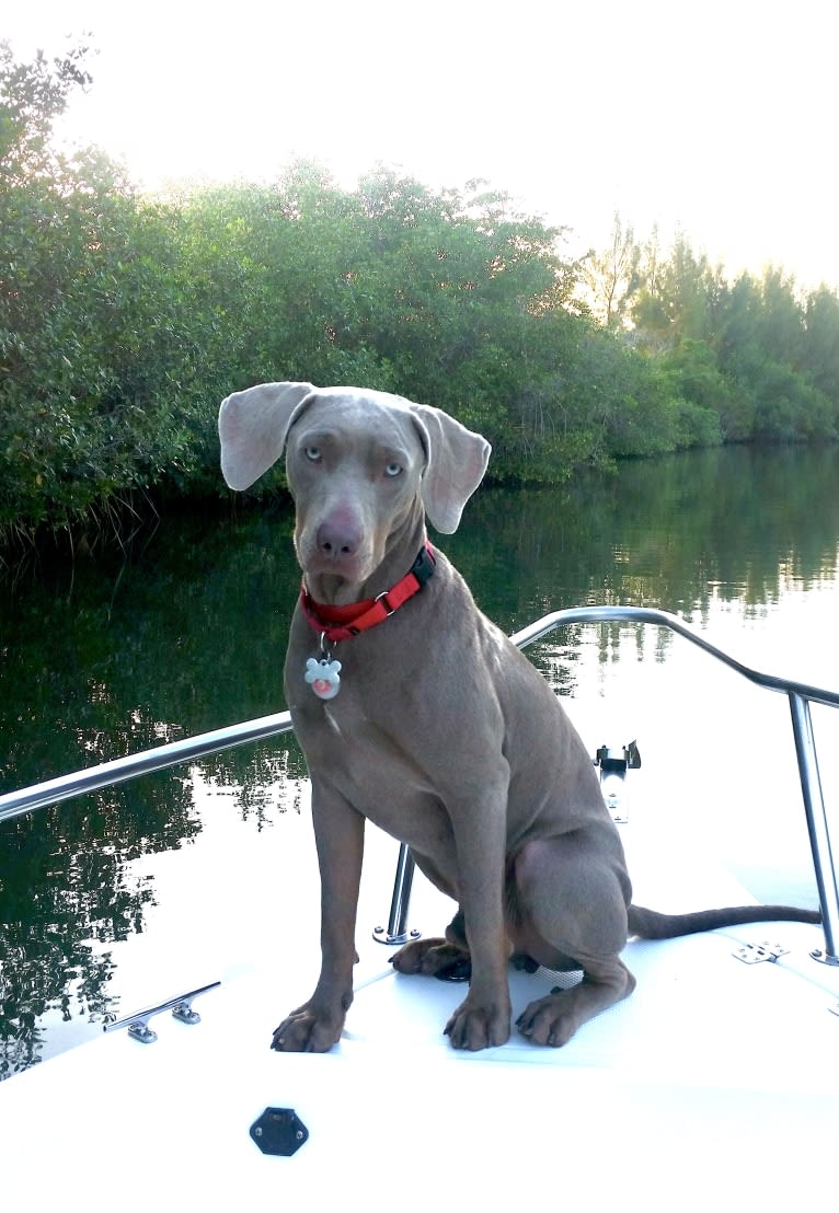 Major, a Catahoula Leopard Dog and Labrador Retriever mix tested with EmbarkVet.com