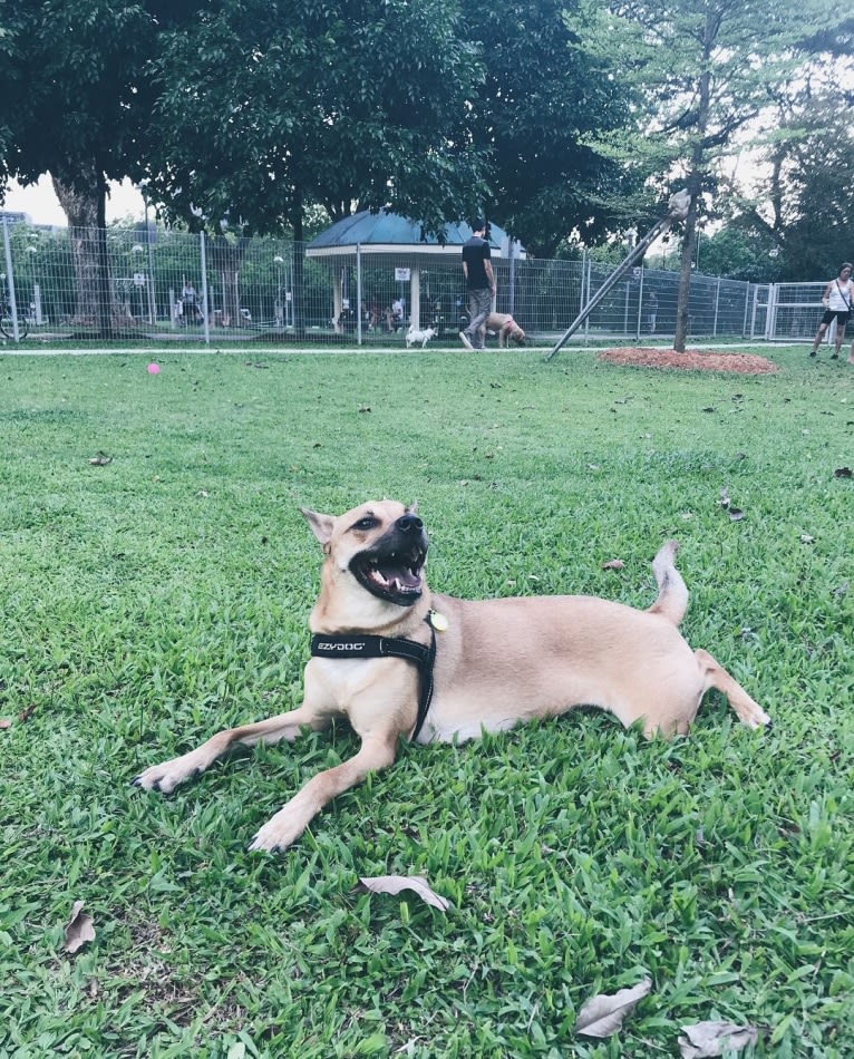 Tofu, a Southeast Asian Village Dog tested with EmbarkVet.com