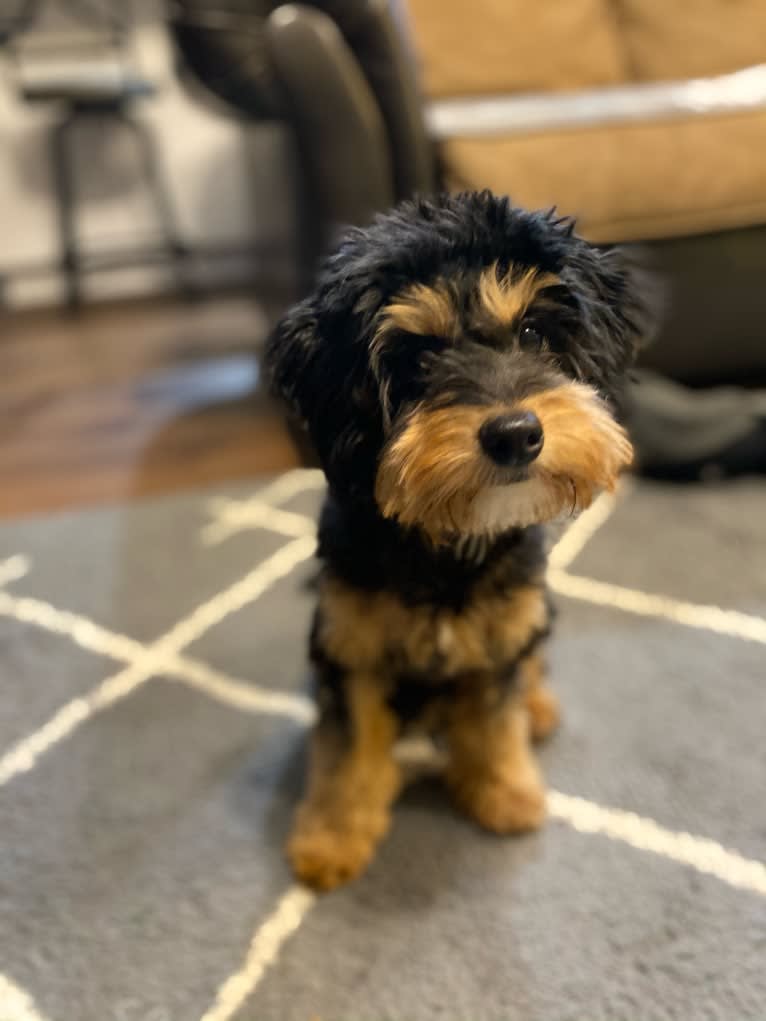 Blanche, a Poodle (Small) and Bernese Mountain Dog mix tested with EmbarkVet.com