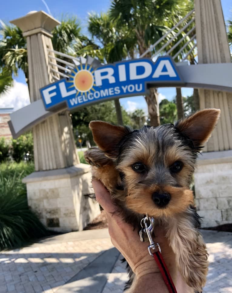 Bentley, a Yorkshire Terrier tested with EmbarkVet.com